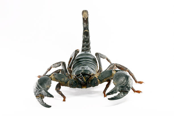 Scorpion head on stock photo