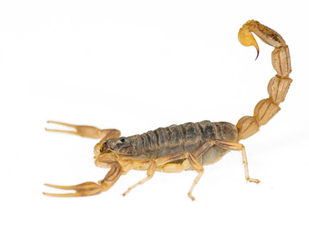 skorpion isoliert profil - skorpion stock-fotos und bilder