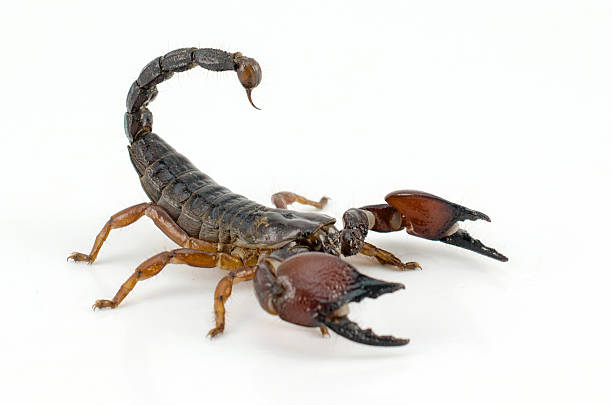 scorpion headpiece