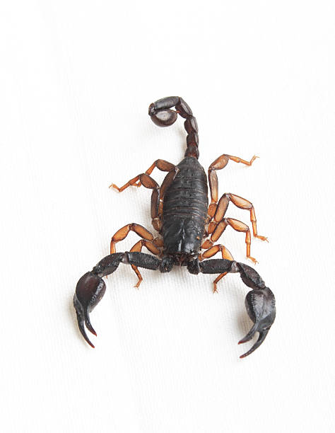 scorpius - skorpion stock-fotos und bilder