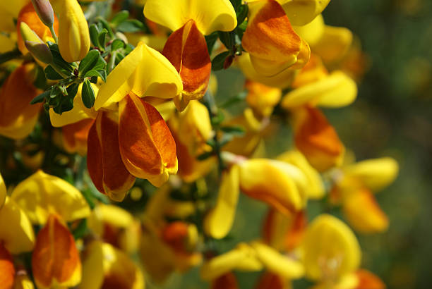 Scotch Broom Blossoms  scotch broom stock pictures, royalty-free photos & images