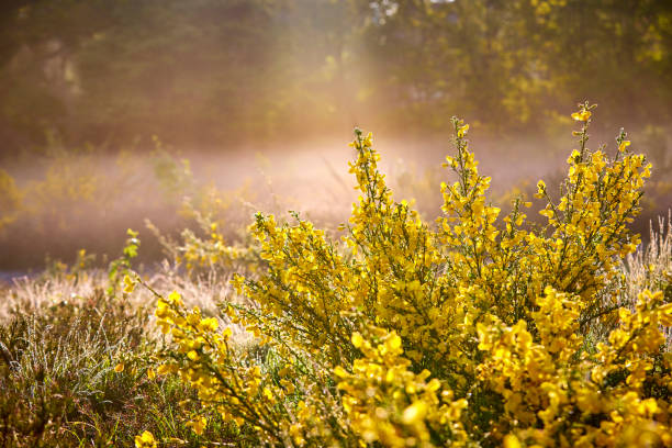 Scotch broom Scotch broom in a heather field during an early morning. scotch broom stock pictures, royalty-free photos & images