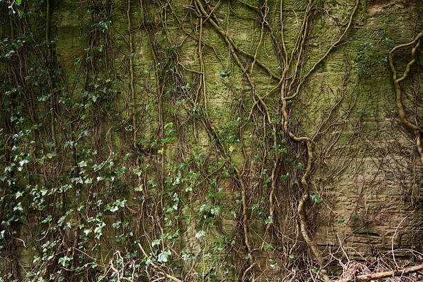 Scotland - Overgrown wall of Seacliffe House stock photo