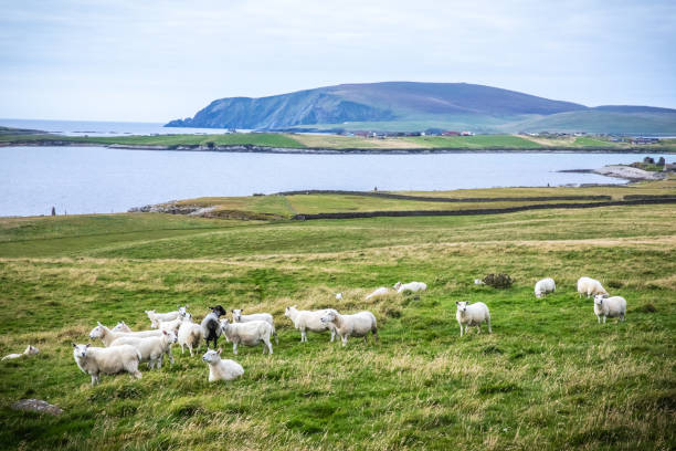 Scotland, Shetland Islands, Beautiful view of island Shetland sheeps stock photo