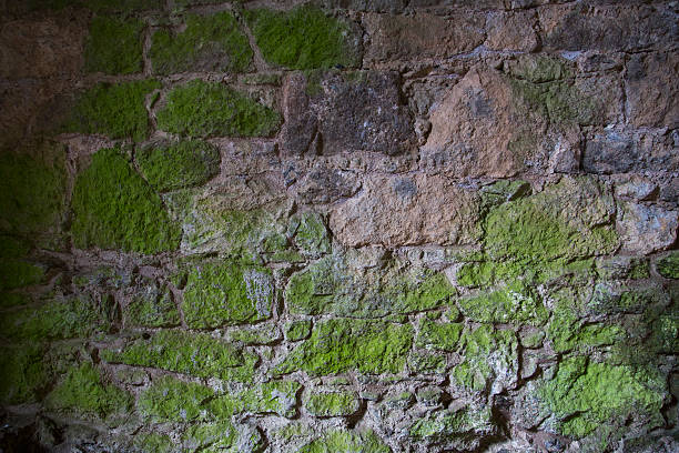 Scotland - Stone wall with moss stock photo