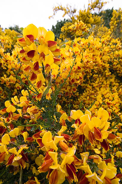 Scots (Scotch) Broom in yellow bloom Flowering Scots broom (Cytisus scoparius) scotch broom stock pictures, royalty-free photos & images