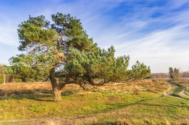 Scots pine (pinus sylvestris) tree in the heather fields of Oudemolen stock photo