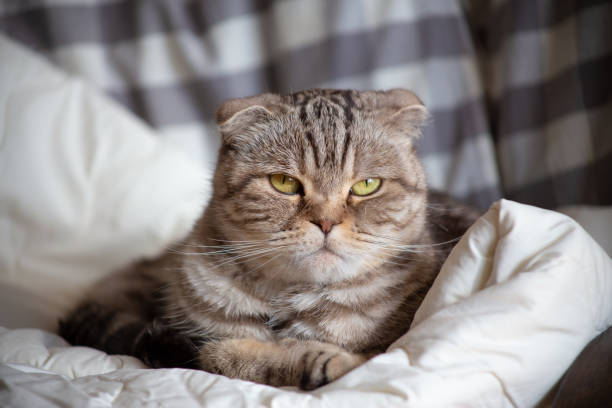 Scottish Fold cat lies on a blanket, she is very unhappy that she is being prevented from sleeping and looks angrily into the camera. stock photo