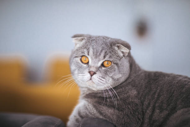 Scottish fold cat Scottish fold cat. scottish fold cat stock pictures, royalty-free photos & images