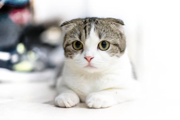 Scottish Fold cute cat. White and grey cat animal Scottish Fold cute cat sweet, Close up. Yellow eyed Cat. scottish fold cat stock pictures, royalty-free photos & images