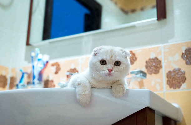 Scottish Fold kitten lying in  sink in  bathroom stock photo
