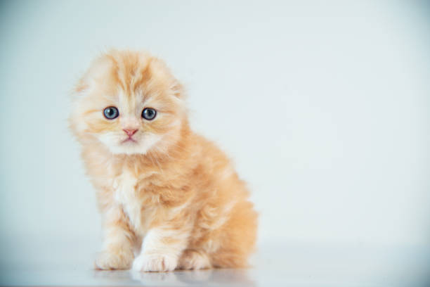 Scottish Fold Little Cat Scottish Fold Little Red Cat against Blue Background scottish fold cat stock pictures, royalty-free photos & images