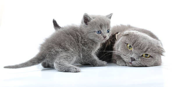 Scottish folded ear mother cat with kittens stock photo