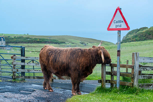 Scottish Highland Cattle Scottish highland hairy cow at a cattle grid cattle grid stock pictures, royalty-free photos & images