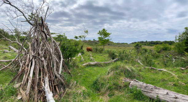 Scottish Highlander or Highland cattle on dunes in North Holland. The Netherlands. stock photo