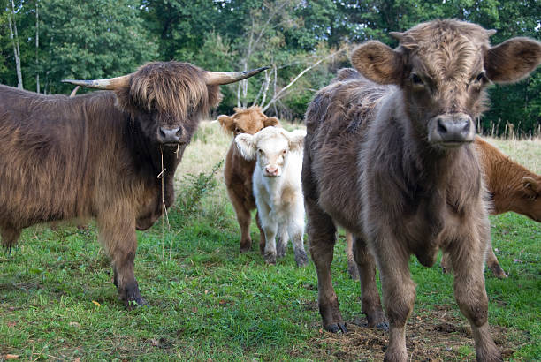 Scottish Highlands Cattle stock photo