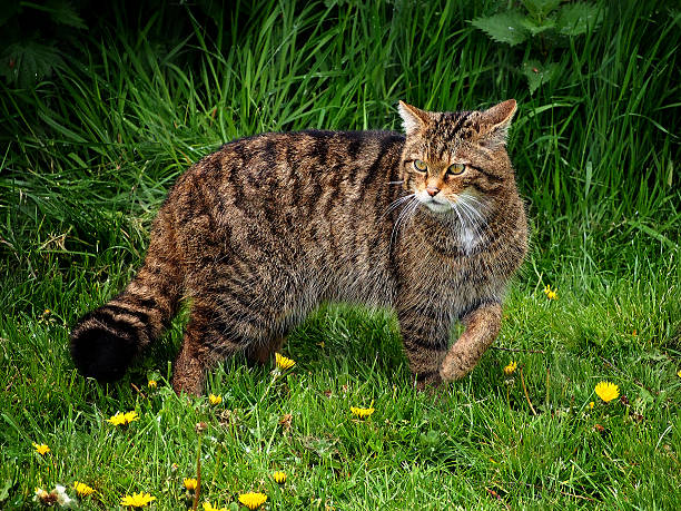 Scottish Wildcat stock photo
