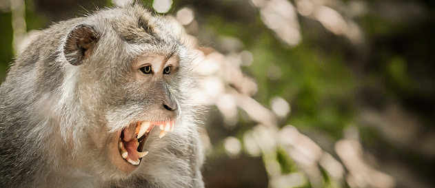 Screaming Monkey Face Of Wild Animal Showing Its Fangs Stock Photo Download Image Now iStock