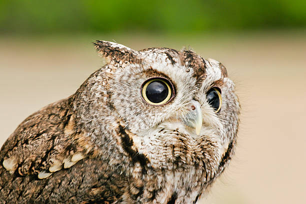 screech owl stock photo