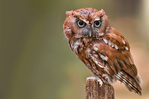 Screech Owl stock photo