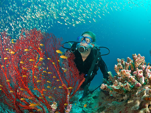 scuba diver admires fish and red fan coral female scuba diver admires underwater scene including a shoal of fish and a red fan coral aqualung diving equipment photos stock pictures, royalty-free photos & images