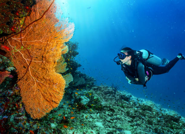 A scuba diver explores a colorful coral reef in the Indian Ocean A scuba diver explores a colorful coral reef in the Indian Ocean, Maldives, full of fish and sea life deep sea diving stock pictures, royalty-free photos & images