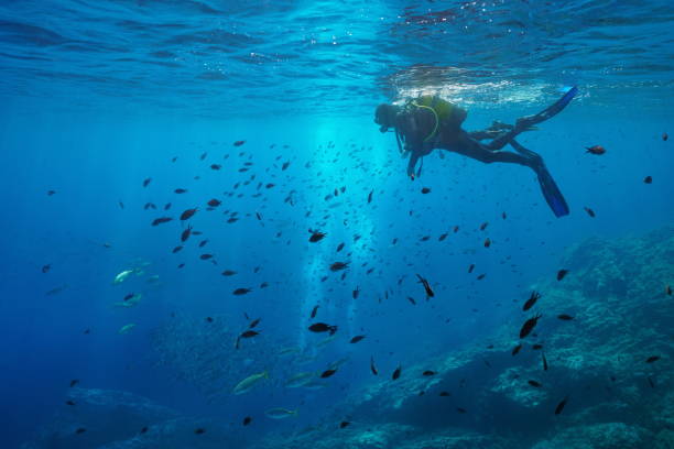 Scuba diver look at shoal of fish underwater sea stock photo