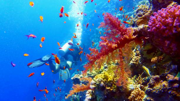 scuba diver w pobliżu pięknej rafy koralowej - great barrier reef zdjęcia i obrazy z banku zdjęć