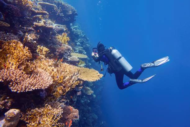 Scuba diver near the coral wall photographing colorful coral reef Scuba diver near the coral wall photographing colorful coral reef aqualung diving equipment photos stock pictures, royalty-free photos & images