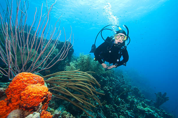 Scuba diver swimming over coral reef  stock photo