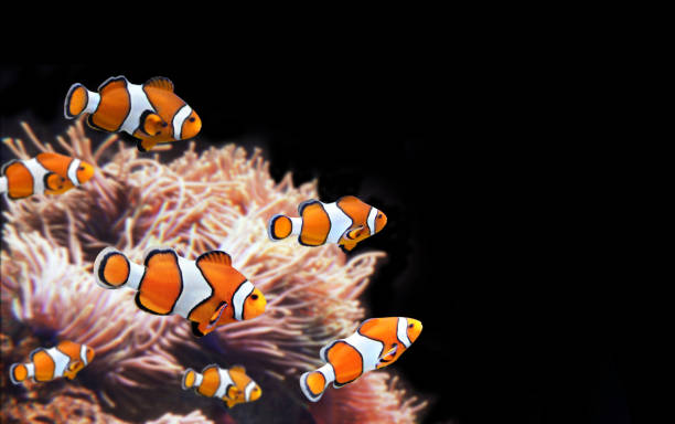 Sea anemone and clown fish Sea anemone and clown fish in marine aquarium. Isolated on black background. Copy space for text. Mock up template clown fish stock pictures, royalty-free photos & images