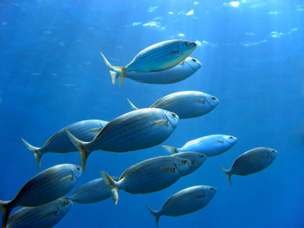 Sea Bream and underwater surface School of sea bream fish, Sarpa salpa, swimming to water surface, Mediterranean sea, Corsica, France school of fish stock pictures, royalty-free photos & images