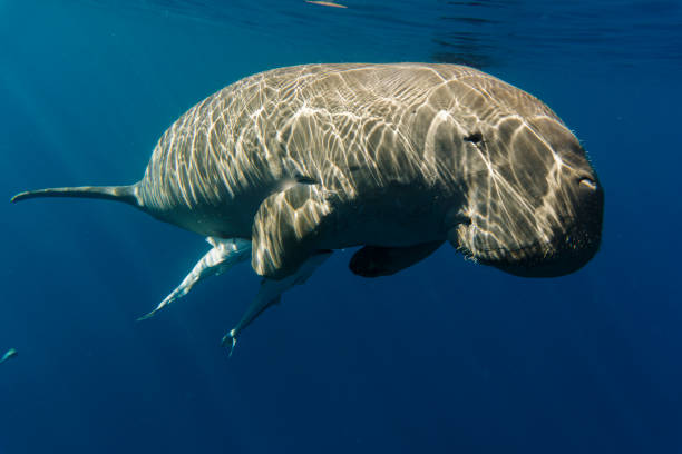 Sea cow or (Dugong) swiming in the sea. stock photo