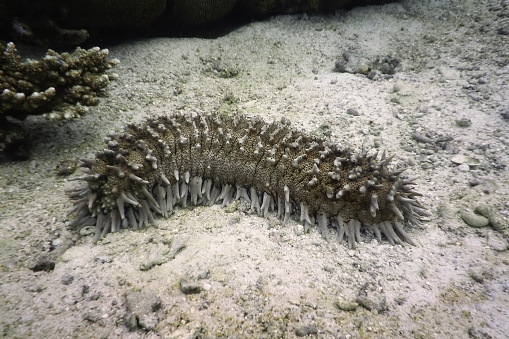 Sea Cucumber Pictures | Download Free Images on Unsplash
