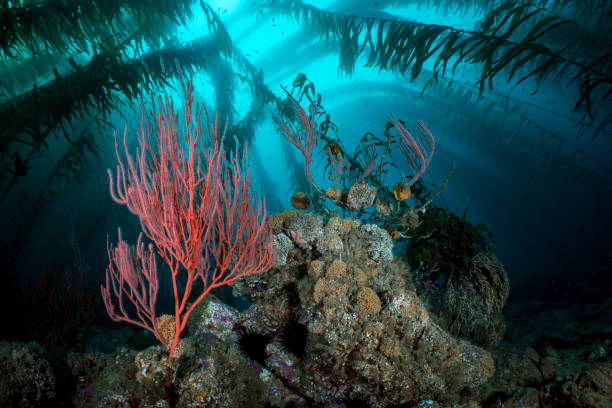 Sea fan and giant kelp stock photo