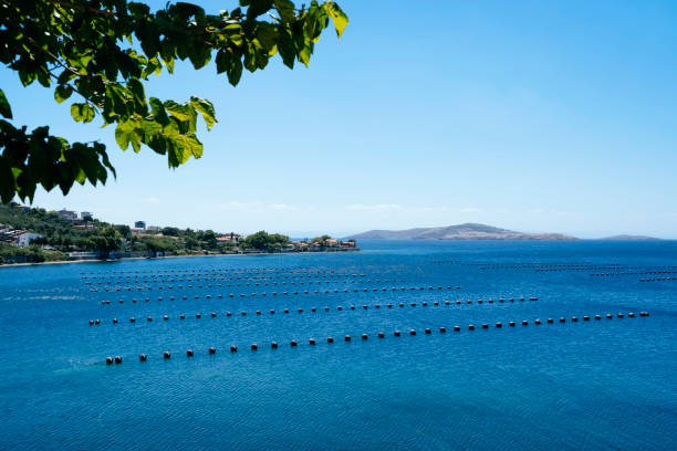 Sea fish farm in Turkey Aquaculture, Summer, Fishing Industry, Bay of Water, Agriculture, Turkey - Middle East fish hatchery stock pictures, royalty-free photos & images