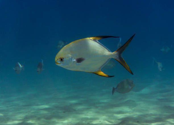 Sea fish Pompano (Trachinotus blochii) in the sea. stock photo