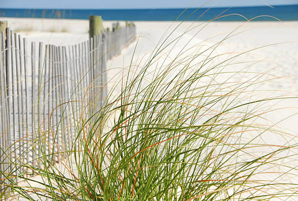 Sea Grasses on Beach stock photo