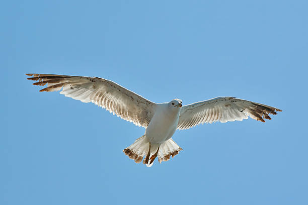 sea gull - kokcu foto e immagini stock