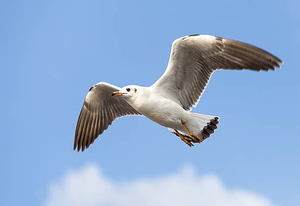 sea gull stock photo