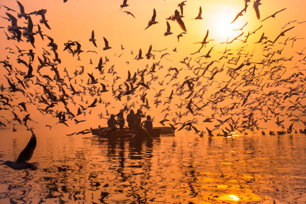 Sea Gulls flocking a boat - Yamuna Ghat, New Delhi An early morning shot of migratory siberian seagulls flocking around a boat at Yamuna Ghat, New Dekhi ghat stock pictures, royalty-free photos & images