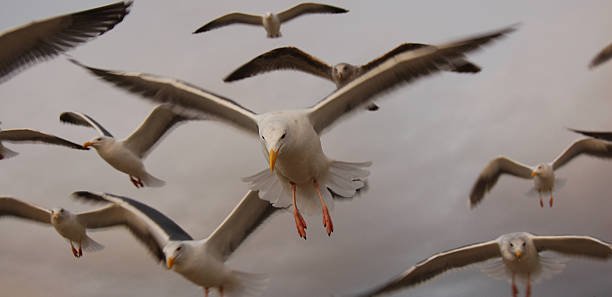 Sea Gulls stock photo