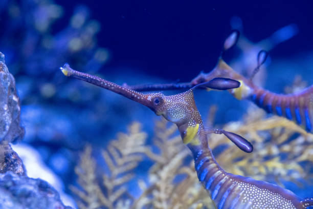 Sea Horse Seahorse in the water at a night dive. Incredible colors. Surreal. The sea horse is like a chameleon but in the sea, it blends in with the environment and can change color when it needs. invertebrate stock pictures, royalty-free photos & images