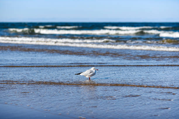 Sea landscape, seagull sitting on the beach.  bills saints stock pictures, royalty-free photos & images