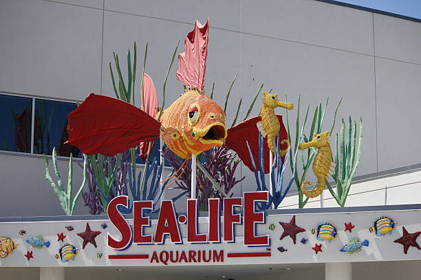 sea life aquário, legoland, califórnia theme park - legoland imagens e fotografias de stock