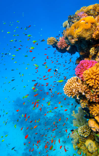 Sea life on beautiful coral reef with lot of small tropical Fish on Red Sea - Marsa Alam - Egypt stock photo
