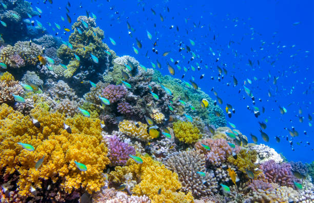 Sea life on beautiful coral reef with lot of small tropical Fish , Chromis viridis ( green chromis ) on Red Sea - Marsa Alam - Egypt stock photo