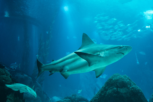 sea-life-picture-id915380762?b=1&k=6&m=915380762&s=170667a&w=0&h=e0qyMsMlML8ttv2ur-73TuHA9pLcjmBU5hczwXO0nj4=