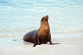 Sea lion (Zalophus californianus) on shore at Gardner Bay, Espanola, Galapagos Islands, Ecuador