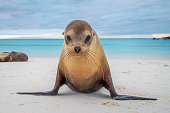 istock Sea Lion Galapagos 1333492893